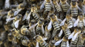 δραματικές-οι-ελλείψεις-στον-αριθμό-των-μελισσών-για-την-επικονίαση-των-καλλιεργειών