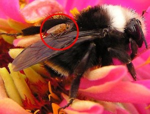 μέλισσες-ζόμπι-στις-Η.Π.Α