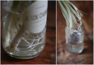 Green Onion Roots