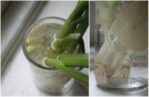 Growing Green Onions - 2