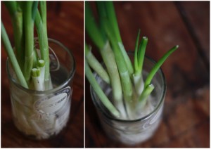 Growing Scallions in Water - pic