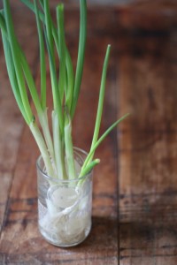 Growing Scallions-pic 2