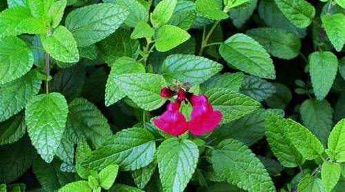 αγριολούλουδα