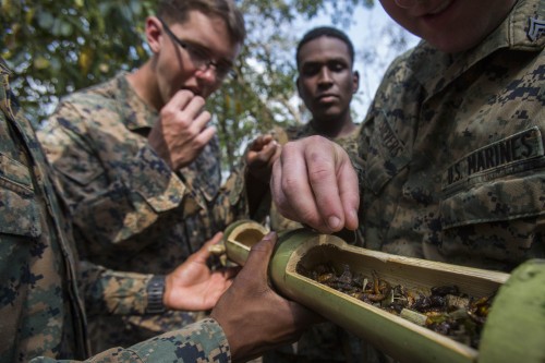 U.S. marines pick out bugs to eat from a bamboo stem during a jungle survival exercise with the Thai Navy as part of the "Cobra Gold 2014" joint military exercise, in Chanthaburi province
