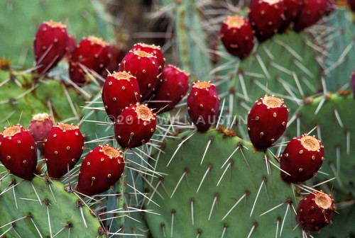 Prickly Pear Cactus