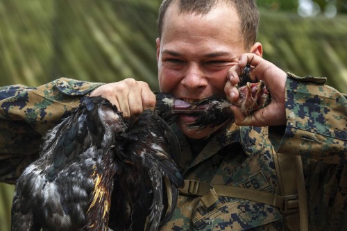 A U.S. marine kills a chicken with his teeth during a jungle survival exercise with the Thai Navy as part of the "Cobra Gold 2014" joint military exercise, in Chanthaburi province