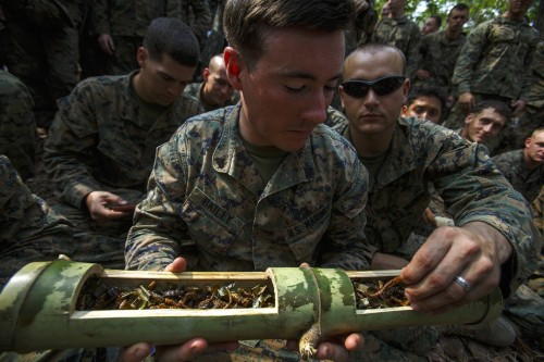 U.S. marines pick out bugs to eat from a bamboo stem during a jungle survival exercise with the Thai Navy as part of the "Cobra Gold 2014" joint military exercise, in Chanthaburi province