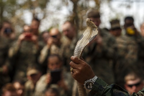 A Thai Navy instructor demonstrates to U.S. Marines how to catch a cobra during a jungle survival exercise with the Thai Navy as part of the "Cobra Gold 2014" joint military exercise, in Chanthaburi province
