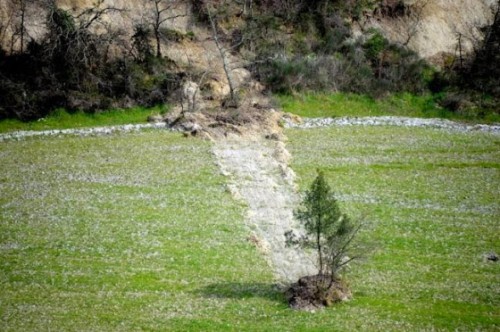 Το δέντρο… ταξιδιώτης