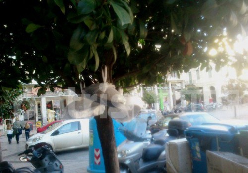 πατρα φαγητό στα σκουπίδια