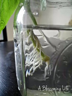 βασιλικός-3