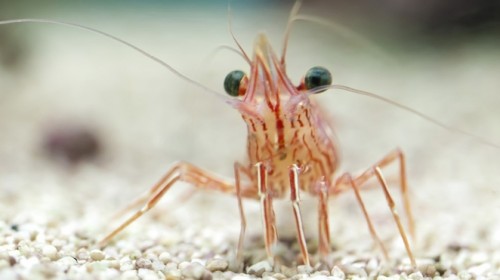 γιατί-θα-πρέπει-να-σταματήσουμε-να-τρώμε-γαρίδες