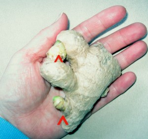 ρίζες-τζίντζερ-καλλιεργήστε-μόνοι-σας-2