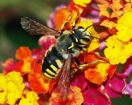 epilobee-θνησιμότητα-των-μελισσών