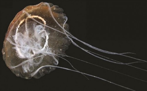 νέο-είδος-μέδουσας-ανακαλύφθηκε-στη-λιμνοθάλασσα-της-βενετίας