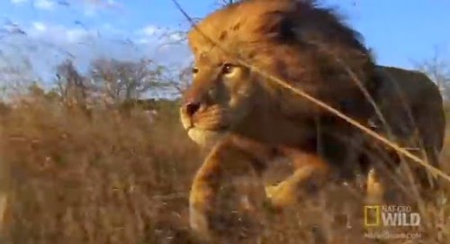 συγκλονιστικό-βίντεο-δείτε-τι-κάνει-ο-βασιλιάς-του-ζωικού-βασιλείου-για-να-διατηρήσει-το-στέμμα-του