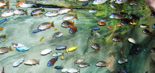 λίμνη-μαλάουι-το-ενυδρείο-του-Θεού-6