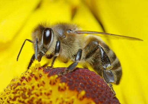 οι-επιστήμονες-ανακάλυψαν-τι-σκοτώνει-τις-μέλισσες-1