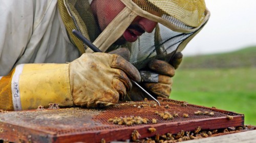 οι-επιστήμονες-ανακάλυψαν-τι-σκοτώνει-τις-μέλισσες