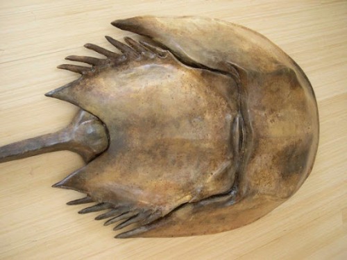 Horse-Shoe-Crab