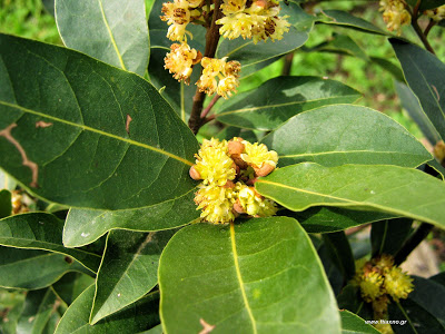 απωθητικό-κουνουπιών-εντόμων-με-ελαιόλαδο-για-το-σώμα