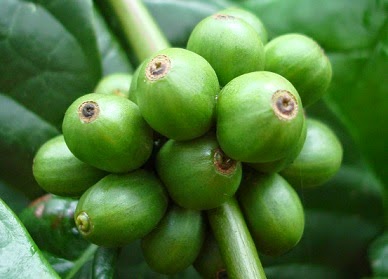 δείτε-ποιο-είναι-το-ρόφημα-που-εξαφανίζει-την-οδοντική-πλάκα