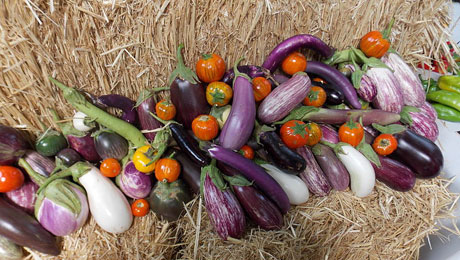 μελιτζάνα-ένα-καλοκαιρινό-φάρμακο-στον-κήπο-σας-1