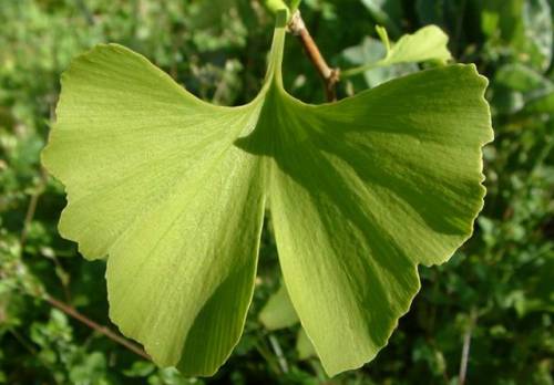 το-βότανο-της-μνήμης