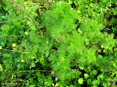 χαμομήλι-φαρμακευτικές-ιδιότητες-2