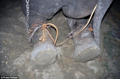 παγκόσμια-συγκίνηση-για-τα-δάκρυα-του-ελέφαντα-που-απελευθερώθηκε-μετά-από-μισό-αιώνα