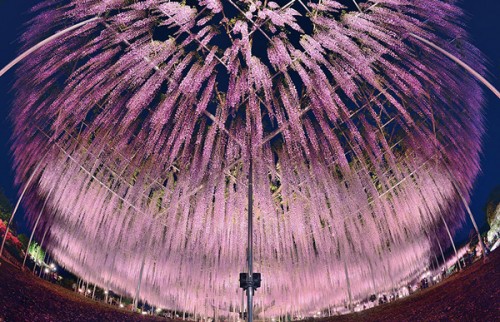 υπερθέαμα-λουλουδιών-από-ιαπωνικό-φυτό-144-ετών-4