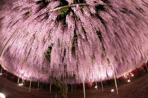υπερθέαμα-λουλουδιών-από-ιαπωνικό-φυτό-144-ετών-8