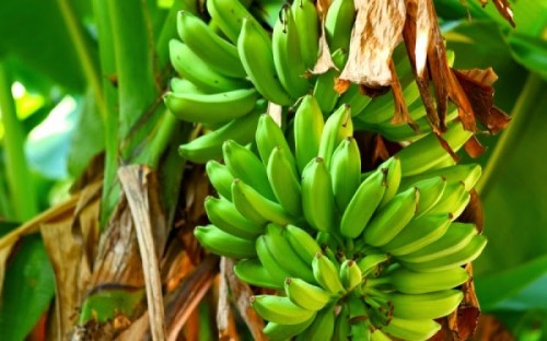 agoures-bananes