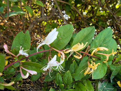 αγιόκλημα-ένα-άγνωστο-βότανο
