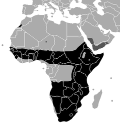 η-γεωγραφική-εξάπλωση-της-οχιάς-bitis-arietans
