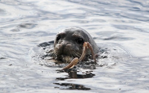 φώκια-στα-ελληνικά-νερά-2