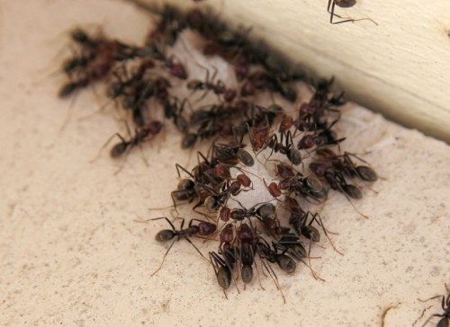 τα-μυρμήγκια-ο-νέος-σύμμαχος-για-την-καταπολέμηση-της-κλιματικής-αλλαγής