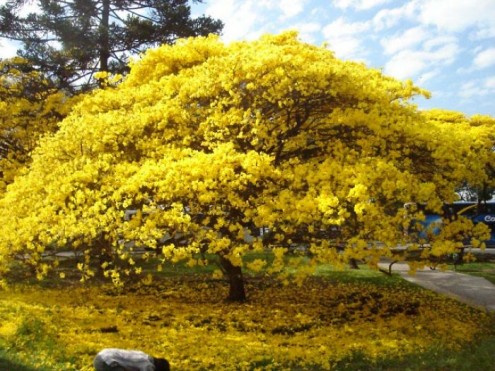 Bairro Jardim Botânico_ Ipê Amarelo na Floração