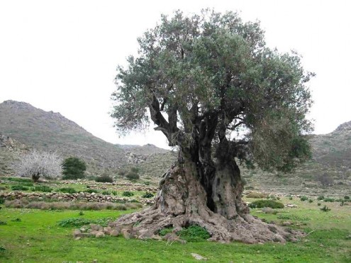 τα-ομορφότερα-δέντρα-του-κόσμου-11