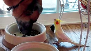 παπαγαλάκι-τραγουδά-στον-σκύλο-όσο-τρώει-βίντεο