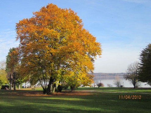 τα-ομορφότερα-δέντρα-του-κόσμου-20