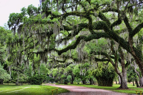 τα-ομορφότερα-δέντρα-του-κόσμου-6