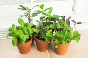 πως-να-καλλιεργήσετε-βότανα-σε-εσωτερικό-χώρο