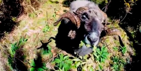 Angry ram takes down a drone