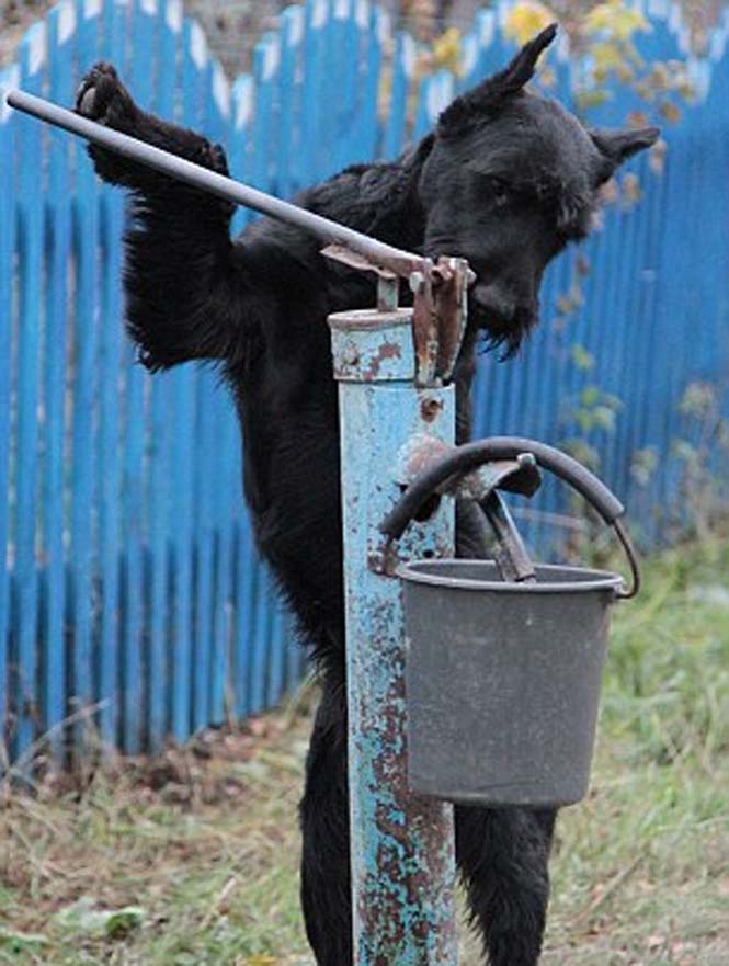 Ο σκύλος που έγινε… αγρότης | Otherside.gr (2) Ο σκύλος που έγινε… αγρότης (2)