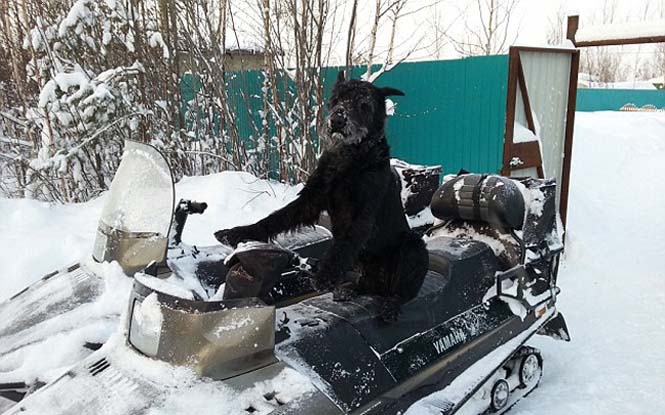 Ο σκύλος που έγινε… αγρότης | Otherside.gr (5) Ο σκύλος που έγινε… αγρότης (5)