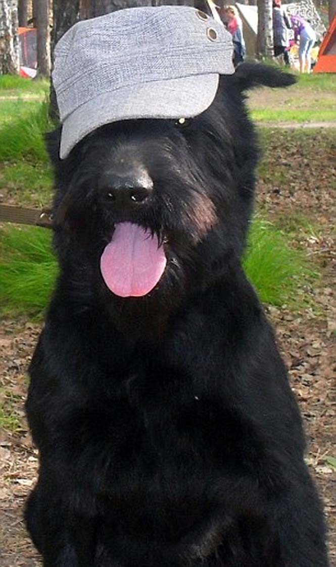 Ο σκύλος που έγινε… αγρότης | Otherside.gr (10) Ο σκύλος που έγινε… αγρότης (10)