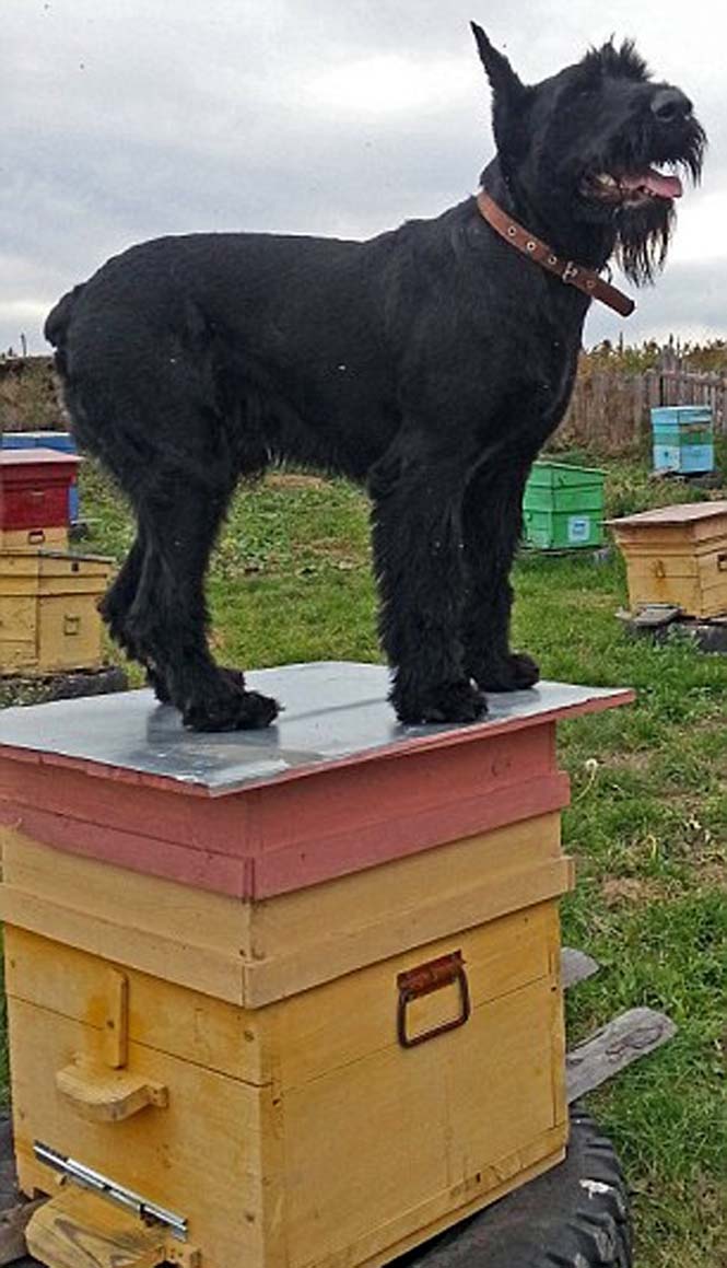 Ο σκύλος που έγινε… αγρότης | Otherside.gr (11) Ο σκύλος που έγινε… αγρότης (11)