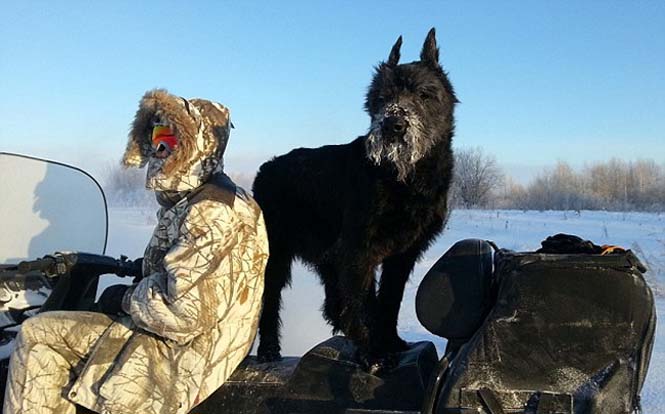 Ο σκύλος που έγινε… αγρότης | Otherside.gr (12) Ο σκύλος που έγινε… αγρότης (12)