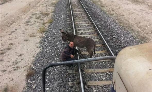 ΦΩΤΟ-Έδεσαν γαϊδουράκι σε ράγες τρένου